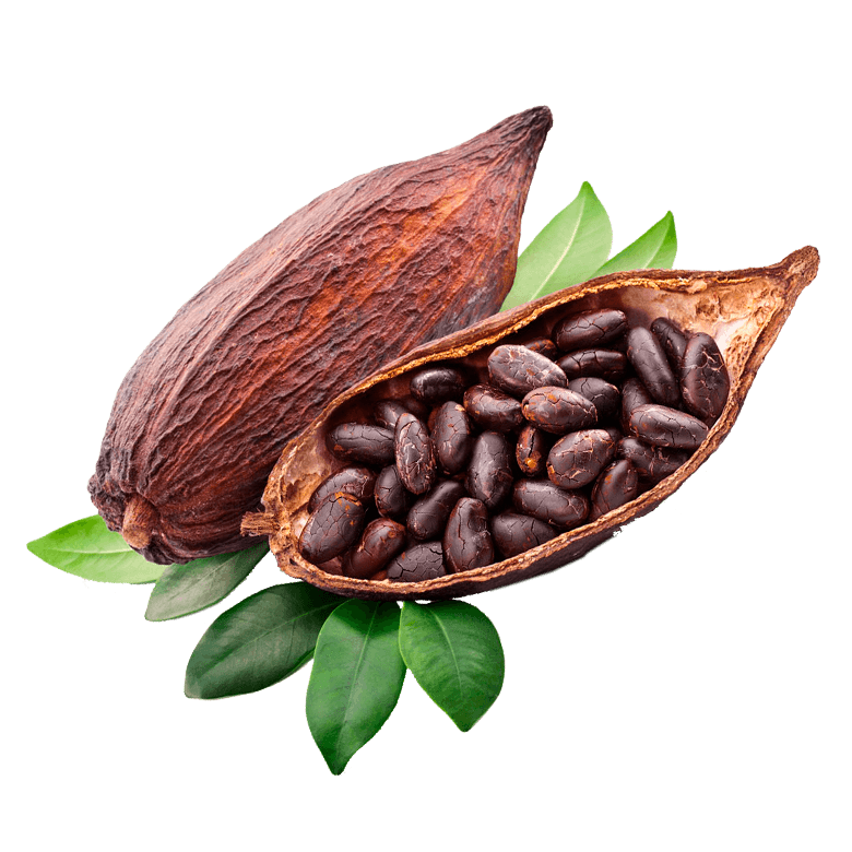 cacao